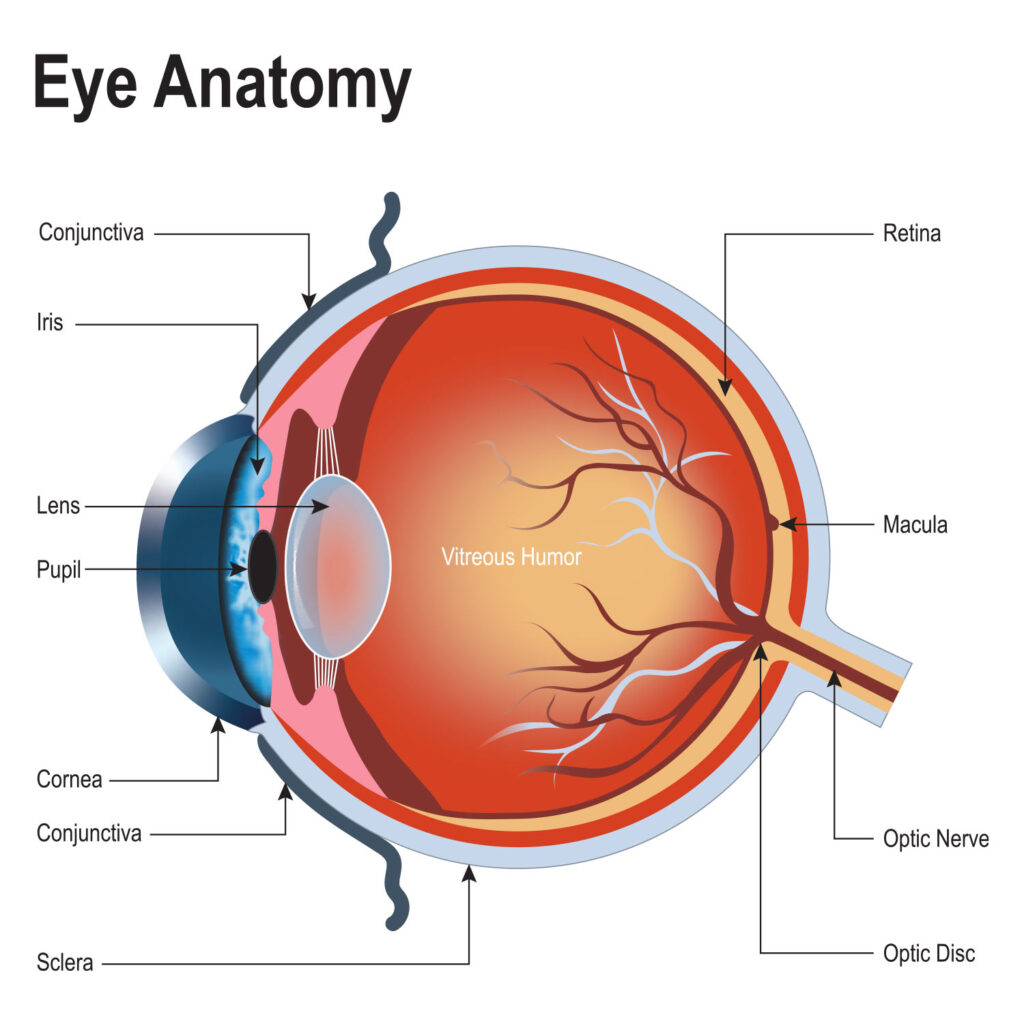 eye anatomy images